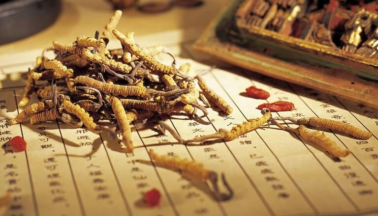 Cong-dung-cua-dong-trung-ha-thao-trong-Y-hoc-co-truyen