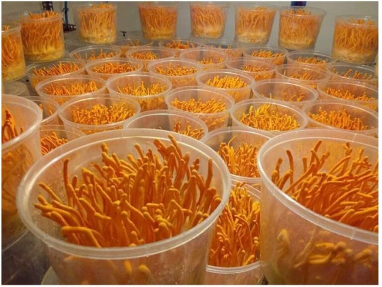 Dong-trung-ha-thao-Thien-Phuc-