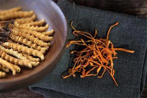 Dong-trung-ha-thao-co-tac-dung-tot-doi-voi-suc-khoe-cua-nguoi-dang-dieu-tri-benh-ung-thu