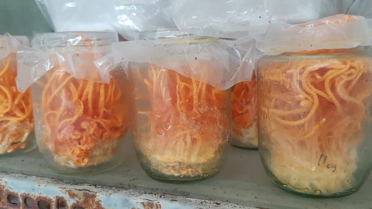 Dong-trung-ha-thao-nuoi-cay-tai-vien-Bao-ve-thuc-vat