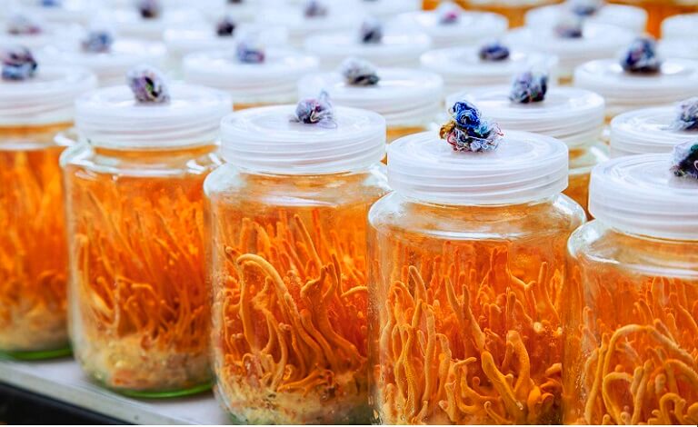 Ham-luong-duong-chat-trong-dong-trung-ha-thao-nuoi-cay-chi-bang-85-so-voi-dong-trung-ha-thao-tu-nhien-