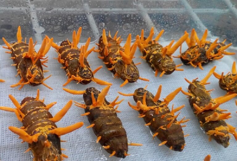 Nhiet-do-thich-hop-de-tao-thao-qua-dong-trung-ha-thao-la-tu-18-–-20-do-C-