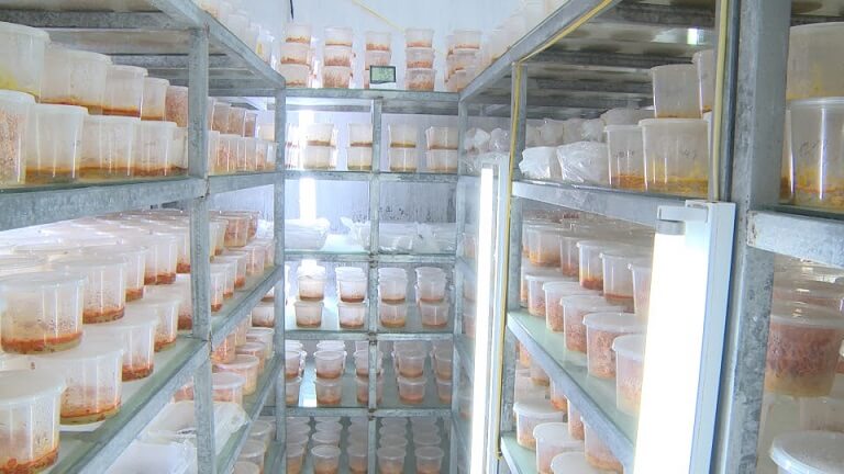 Nhung-tieu-chuan-moi-truong-nuoi-cay-trung-thao-tren-nhong-tam