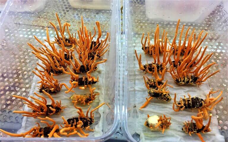 O-giai-doan-3-dieu-chinh-do-am-tang-len-80-–-85-con-nhiet-do-giu-nguyen