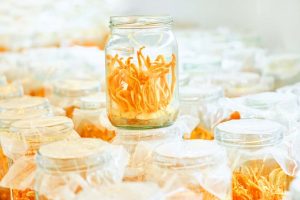 bao-quan-dong-trung-ha-thao