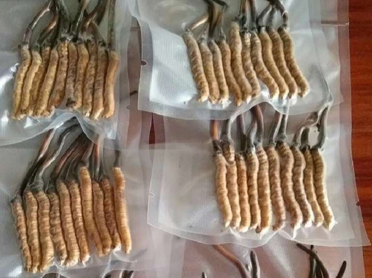 bao-quan-dong-trung-ha-thao-kho