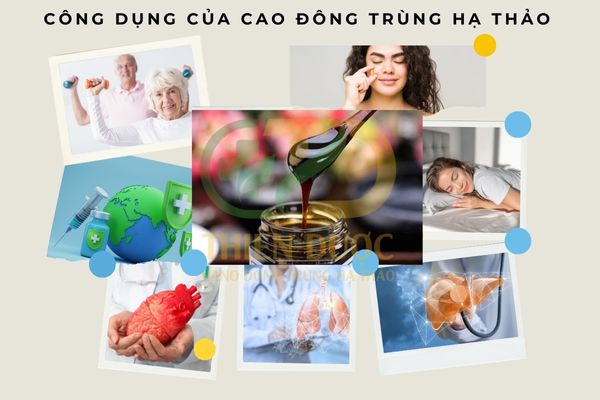 cong-dung-cua-cao-dong-trung-ha-thao