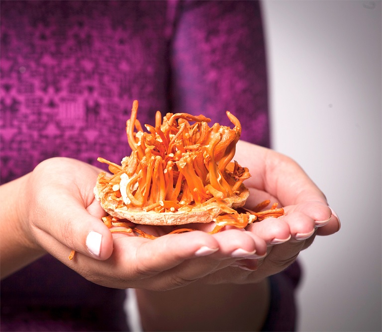 dong-trung-ha-thao-tang-kha-nang