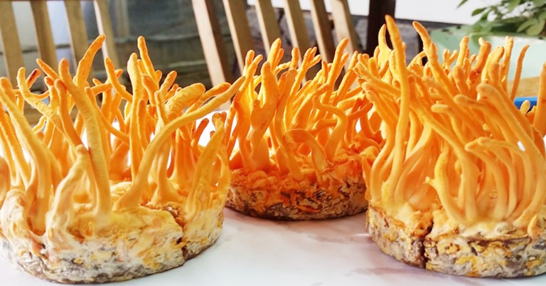 dong-trung-ha-thao-tuoi