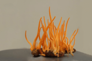 nam-dong-trung-ha-thao-nguyen-con