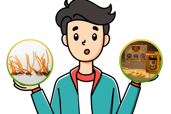 so-sanh -vien-uong-dong-trung-ha-thao-va-nam-dong-trung-ha-thao-nguen-con