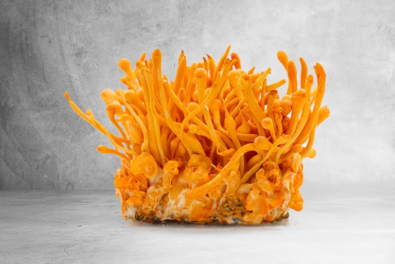 trung-thao-tuoi-bi-moc-xu-ly-nhu-the-nao