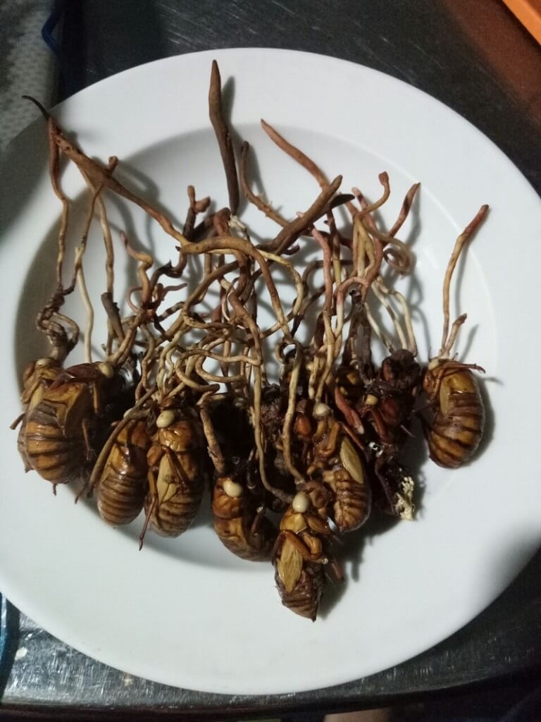 Cong-dung-cua-dong-trung-ha-thao-kho-ve-sau-