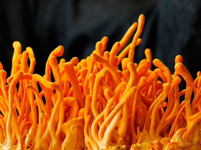 dong-trung-ha-thao-say-kho-Han-Quoc-