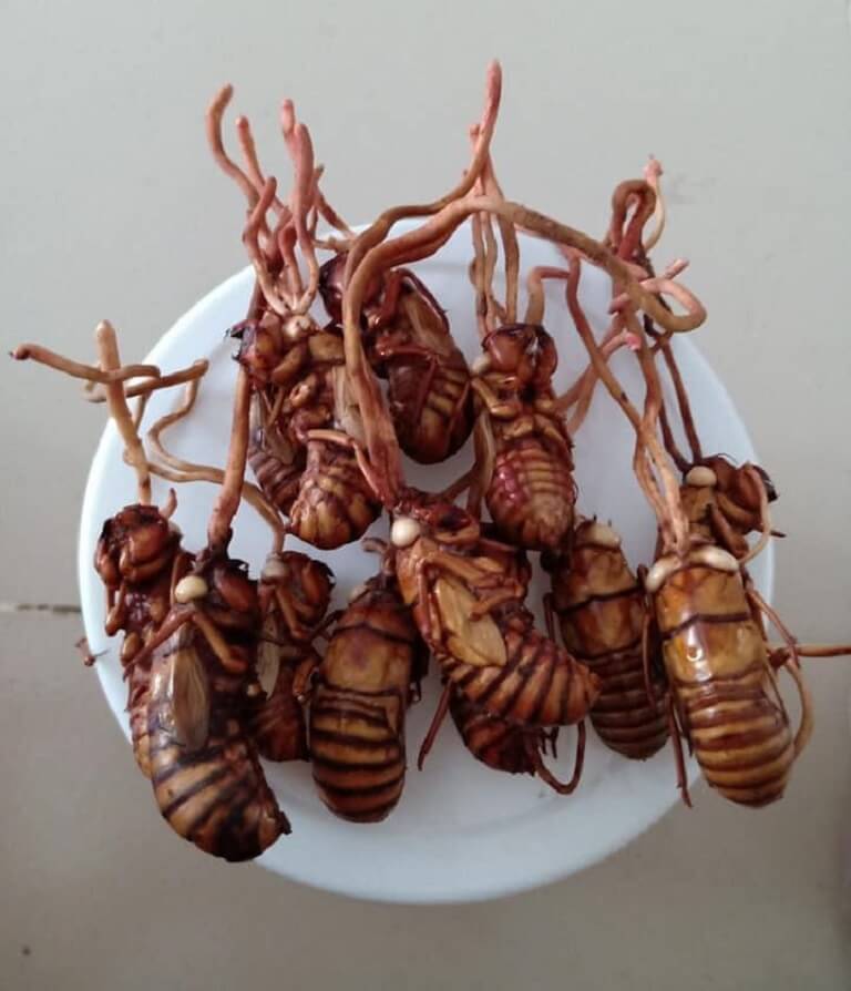 dong-trung-ha-thao-kho-ve-sau-la-loai-thao-duoc-khan-hiem