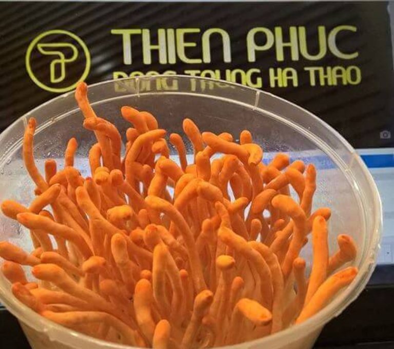 dong-trung-ha-thao-thien-phuc