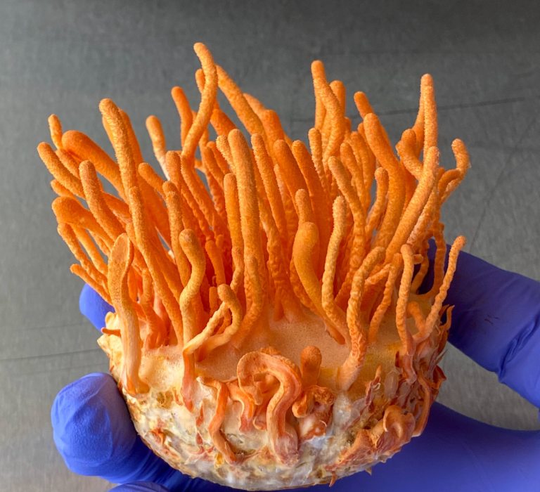 dong-trung-ha-thao-tuoi (1)