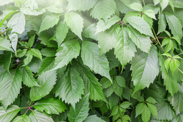 giao-co-lam-giup-ha-duong-huyet