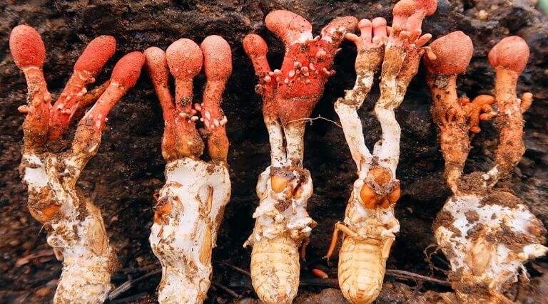 phan-biet-dong-trung-ha-thao-kho-ve-sau-voi-cac-loai-nam-doc