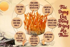 tac-dung-dong-trung-ha-thao-tuoi
