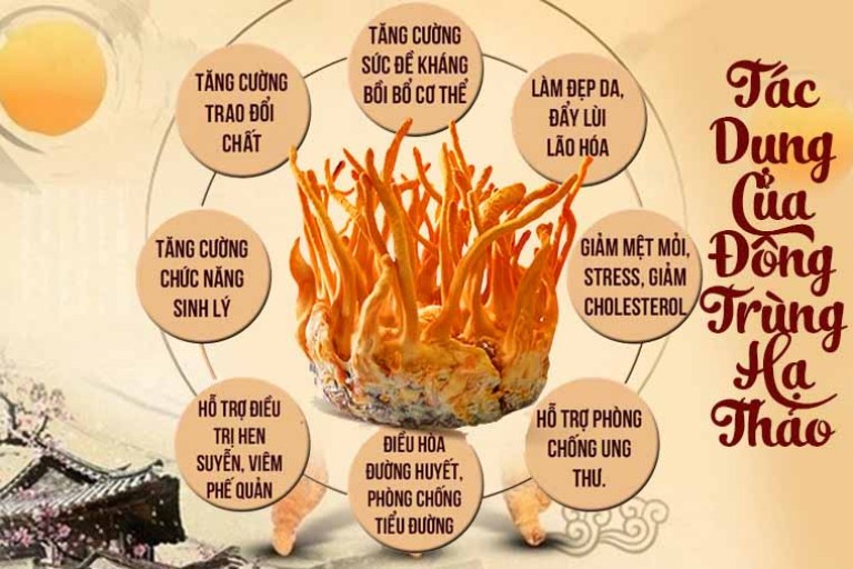 tac-dung-dong-trung-ha-thao-tuoi